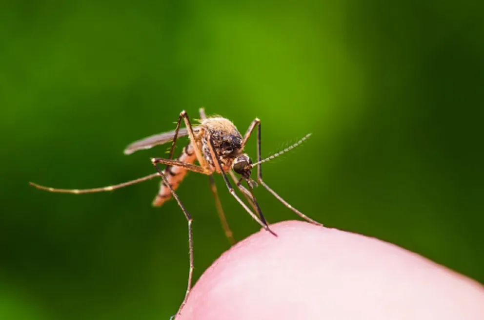 Aedes Aegypti