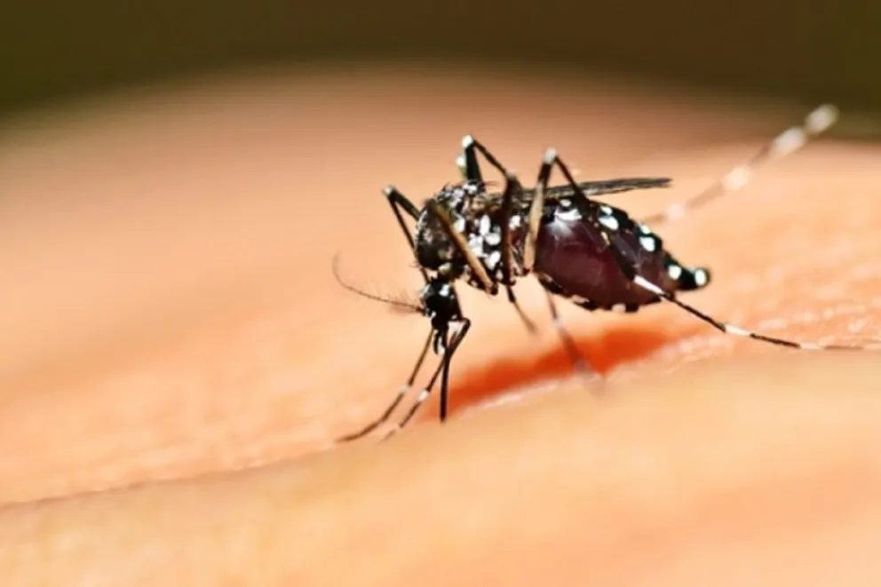 Dengue Fuente (Twitter)