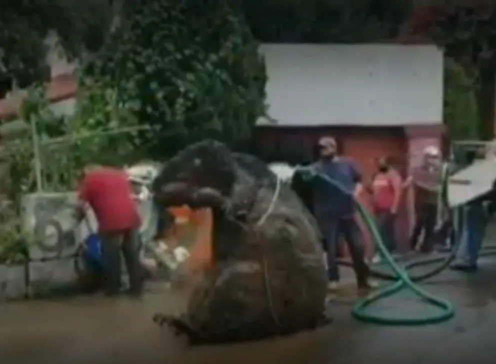 Impresionante: una gigantesca y aterradora rata enorme es sacada de un acueducto