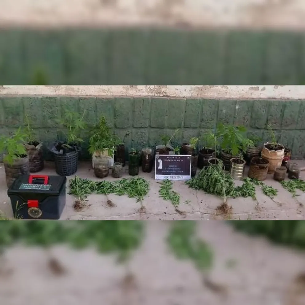 Jardín de marihuana.