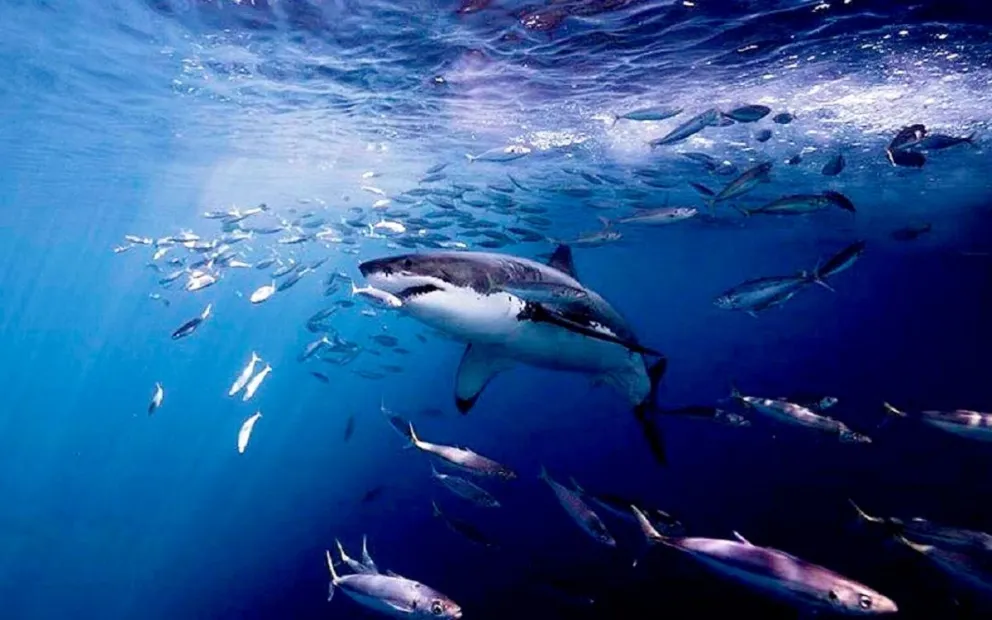 Activistas y protectores de animales se horrorizan: mas de medio millón de tiburones estarían en peligro de muerte para frenar al coronavirus
