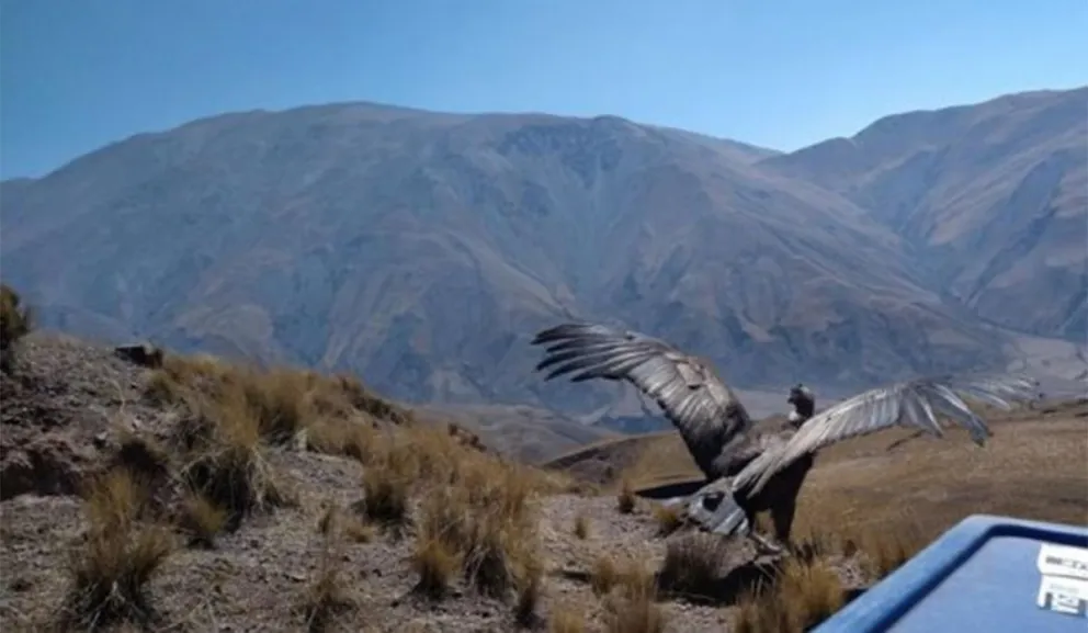 Liberacion de condor