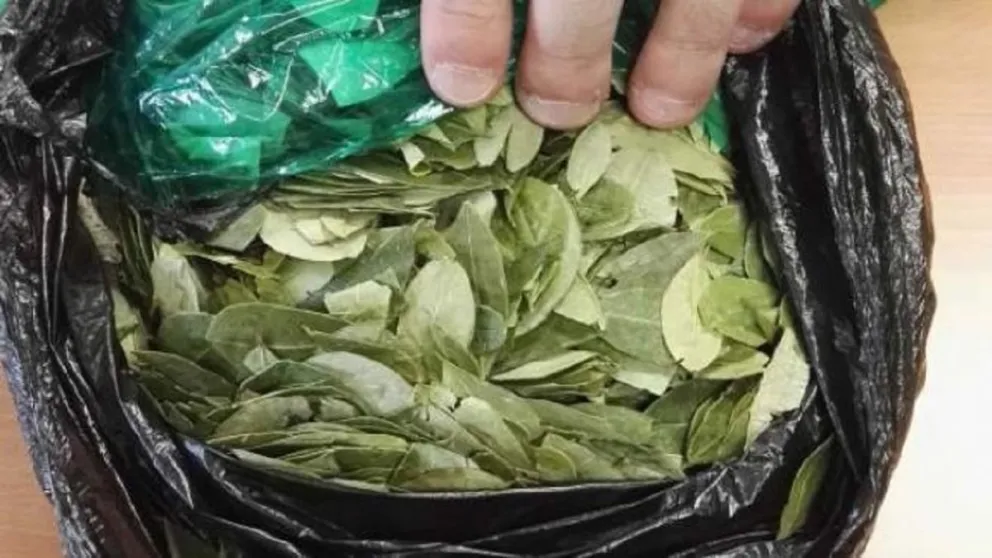 Hojas de coca