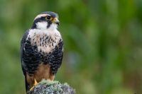 Observadores de aves de Sudamérica preparan un mega encuentro