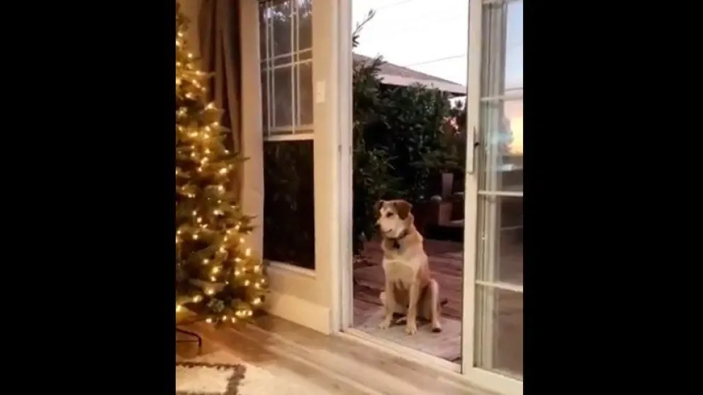 VIDEO: Perro espera sentado que le abran una puerta invisible y arrasa en las redes