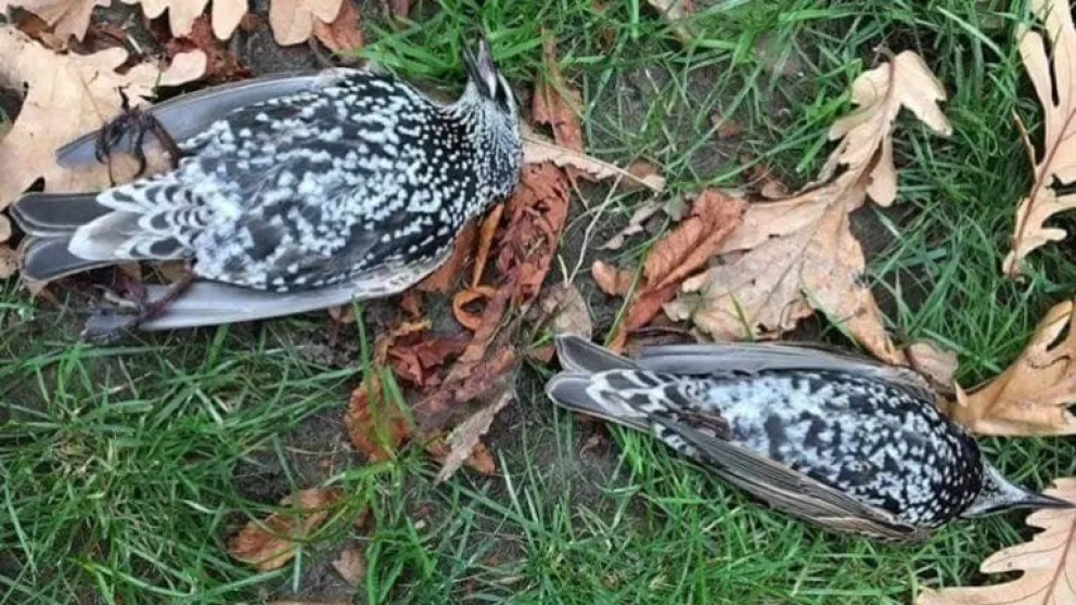 Durante la prueba de una antena 5G en los Países Bajos murieron cientos de pájaros