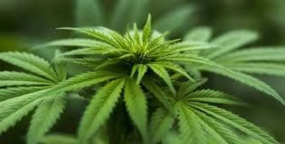 Darán a un niño cannabis de forma gratuita
