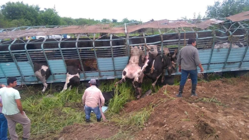En Tucumán volcó un camión que transportaba vacas, más de la mitad de los animales murieron