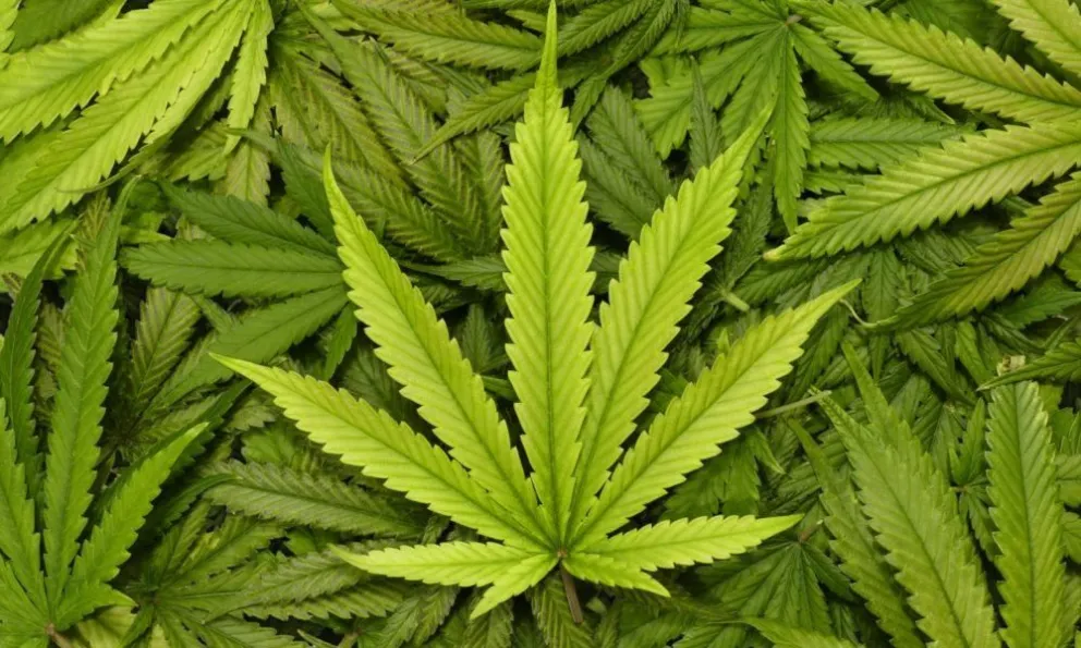 La Justicia Federal ordenó a una obra social cannabis medicinal para un menor con capacidades especiales