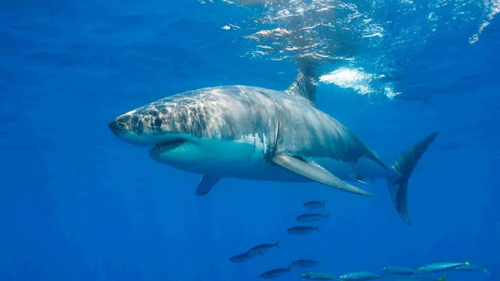 VIDEO: Dos hombres filman su rescate tras quedar a la deriva en alta mar rodeados por tiburones