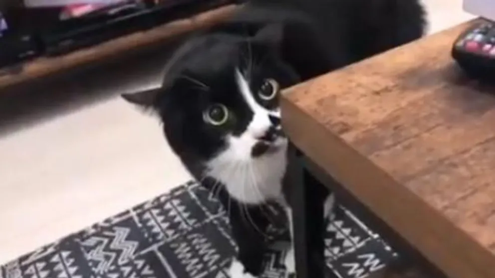 El gato que dice "love you" maullando es furor en las redes