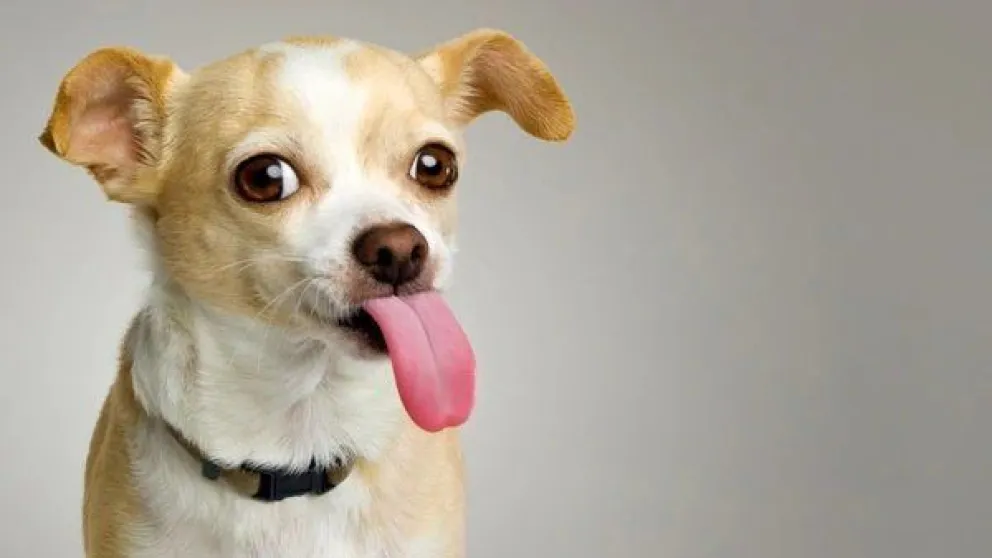 El mejor amigo del hombre: mirá cómo envejecen los perritos