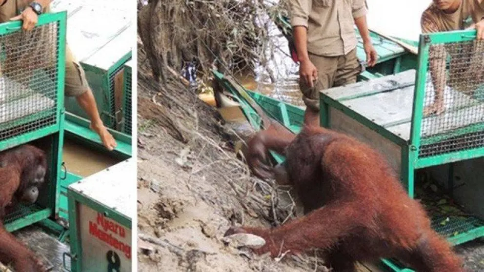 La increíble recuperación de una orangutana abusada sexualmente en un burdel [FOTO]