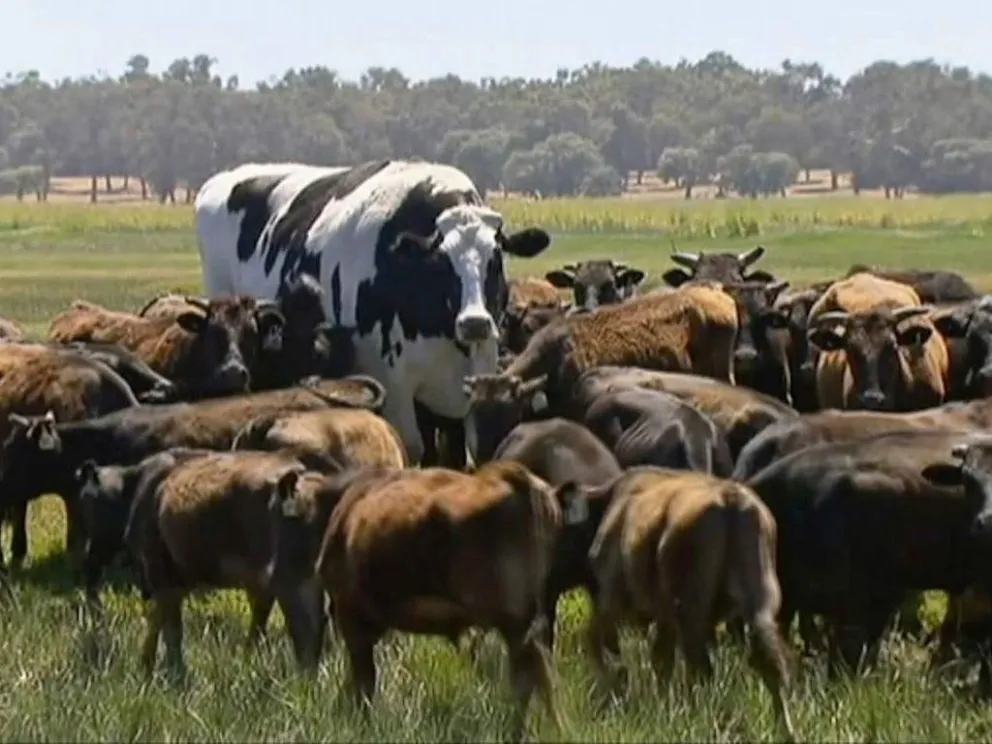 Australia: la vaca de casi 2 metros que se salvó de ser sacrificada por su tamaño