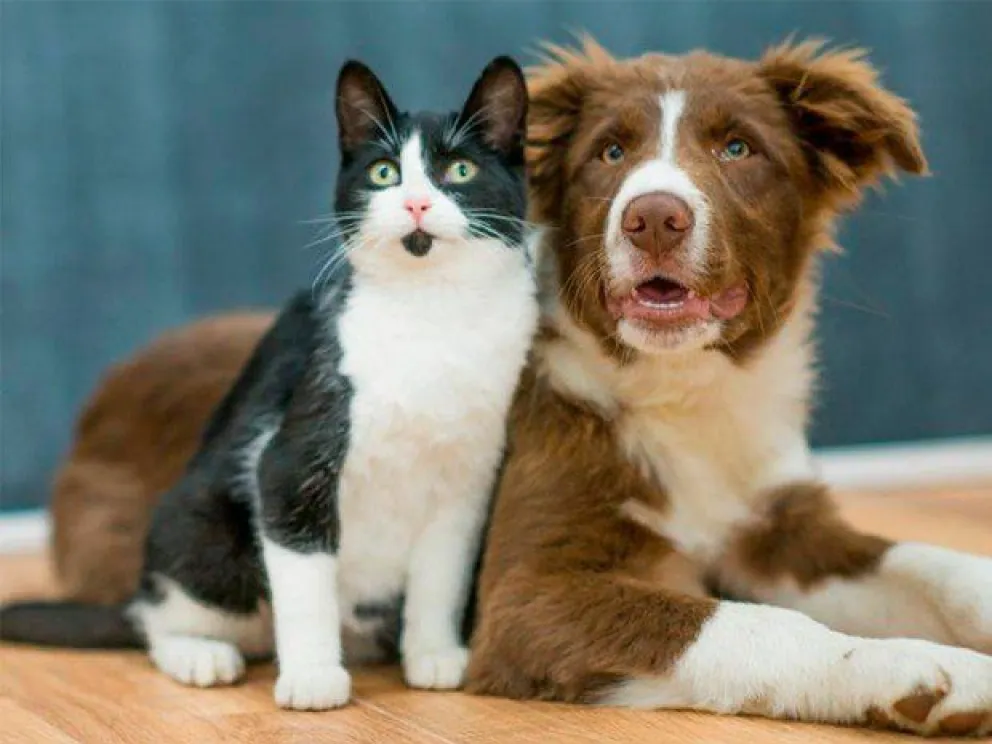 Sin precedentes: senadores salteños dieron media sanción para un proyecto de Protección Animal