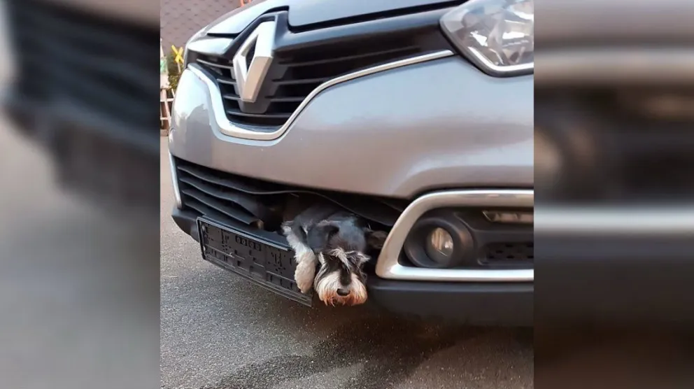 Una mujer se llevó puesto un perro que viajó pegado a la parrilla de su auto 25 km