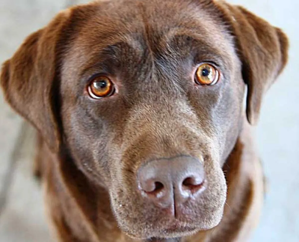 Muere por violar a su perro. Conocé lo que le pasó