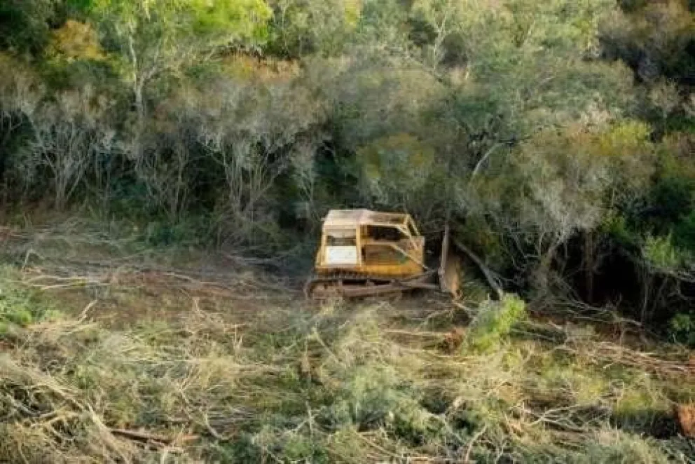 Deforestó once mil hectáreas: la justicia le dio una condena