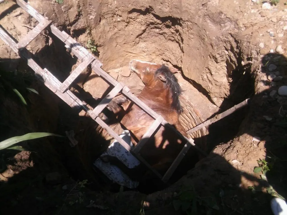 Caballito cayó a un pozo. ¿Cómo resultó?