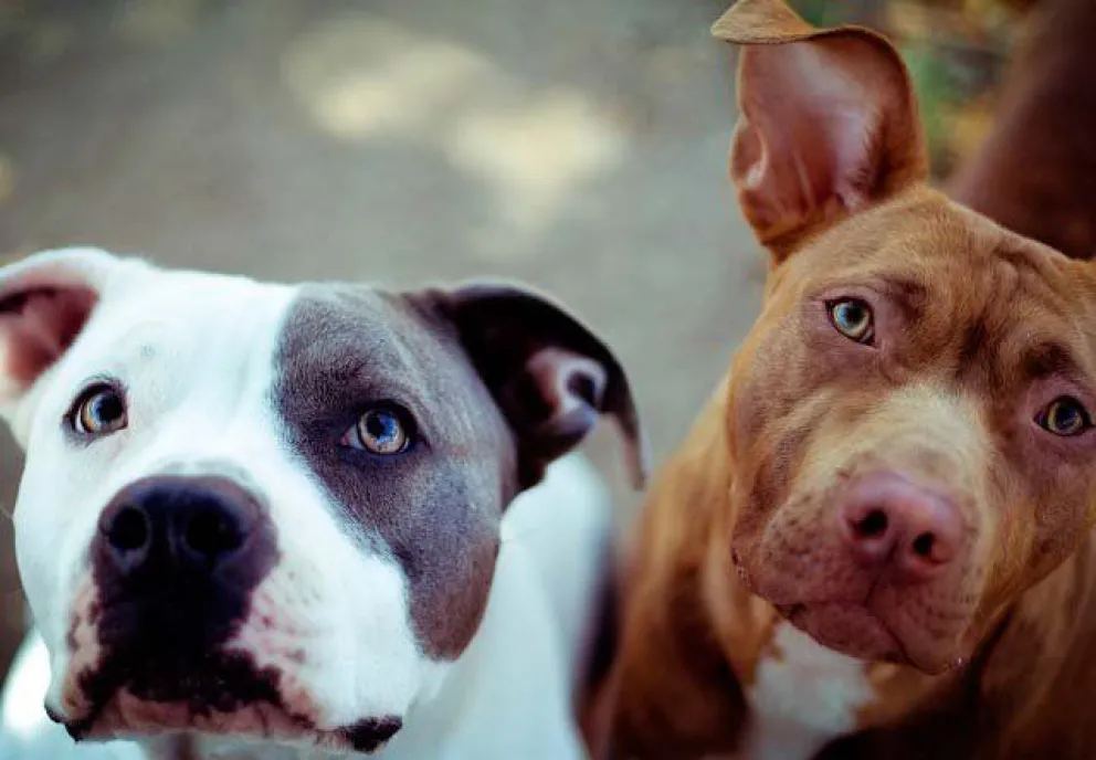 Chips para razas de perros "potencialmente peligrosas"