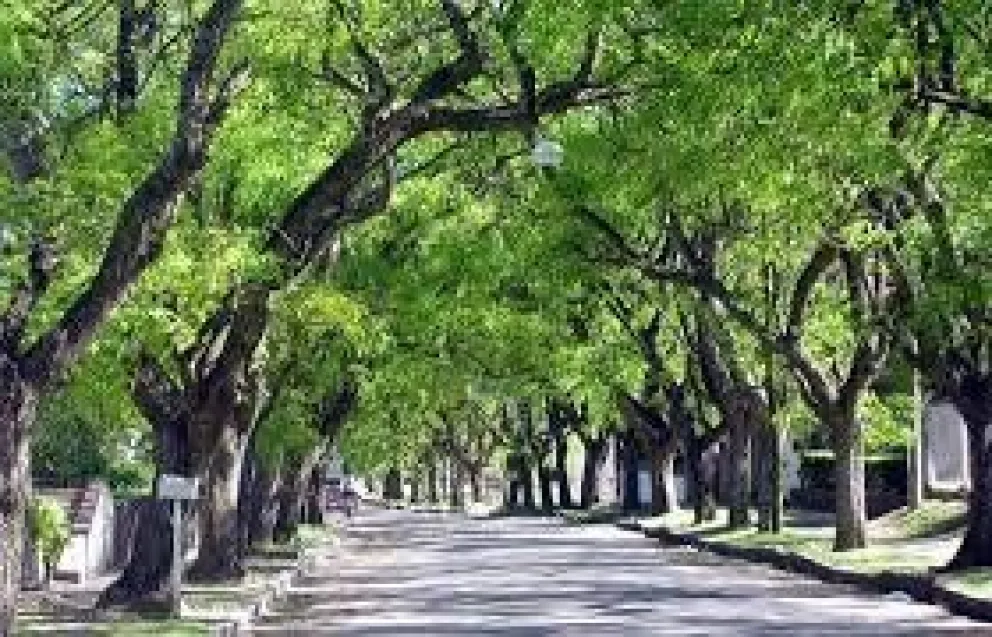 Campaña para llenar de arboles la ciudad
