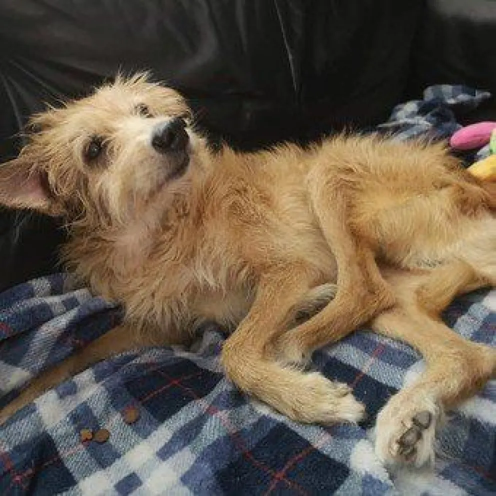 Pincho: perro violado