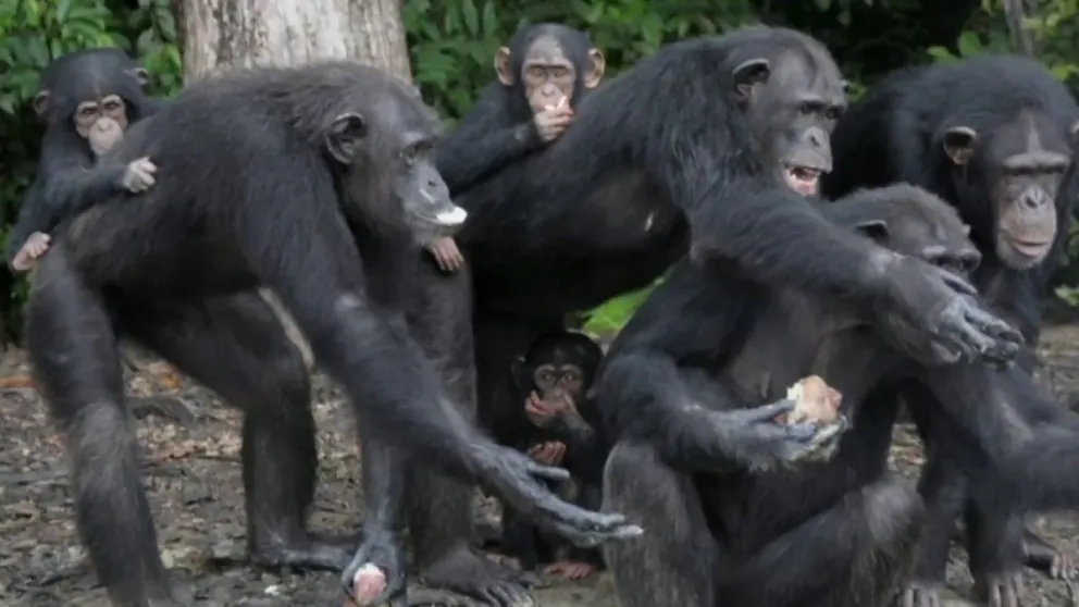 La terrorífica isla de África dónde viven monos abandonados que tienen enfermedades contagiosas
