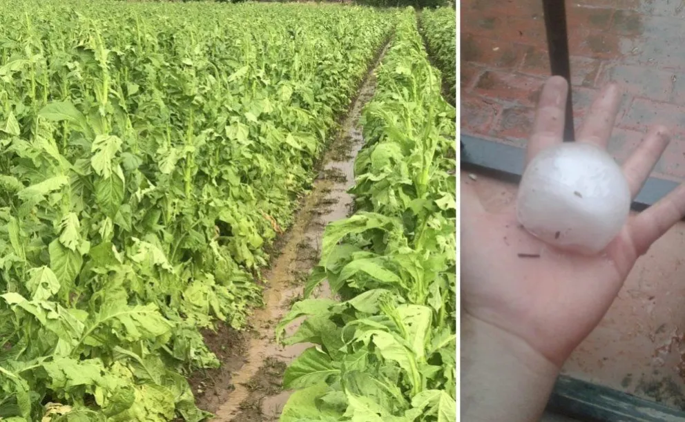 Más de 100 hectáreas de tabaco fueron perjudicadas por el granizo 