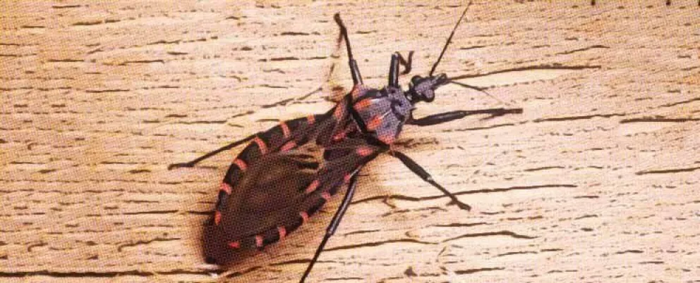 ¿Cuánto ganó el biólogo salteño por crear diagnóstico rápido del mal de chagas?