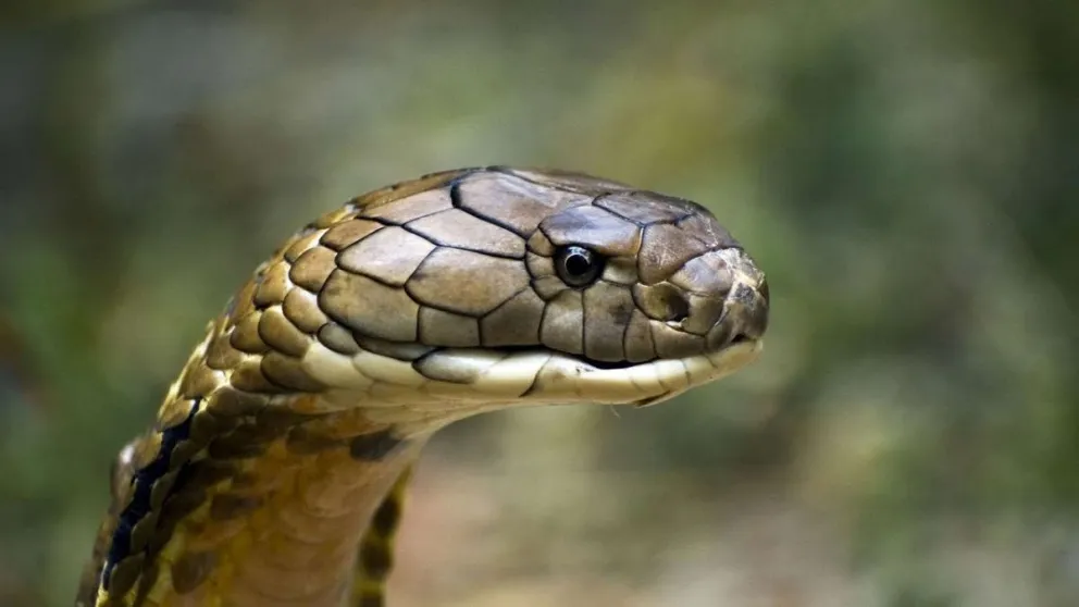 VIDEO: Un encantador de serpientes es mordido por una cobra real
