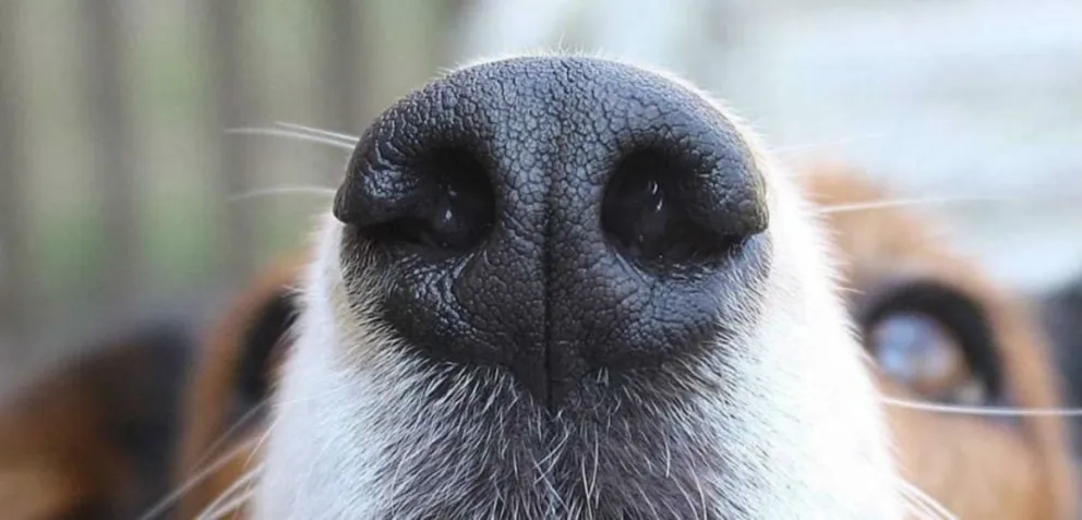 Salvajes: despellejaron a un perrito en Villa los Sauces