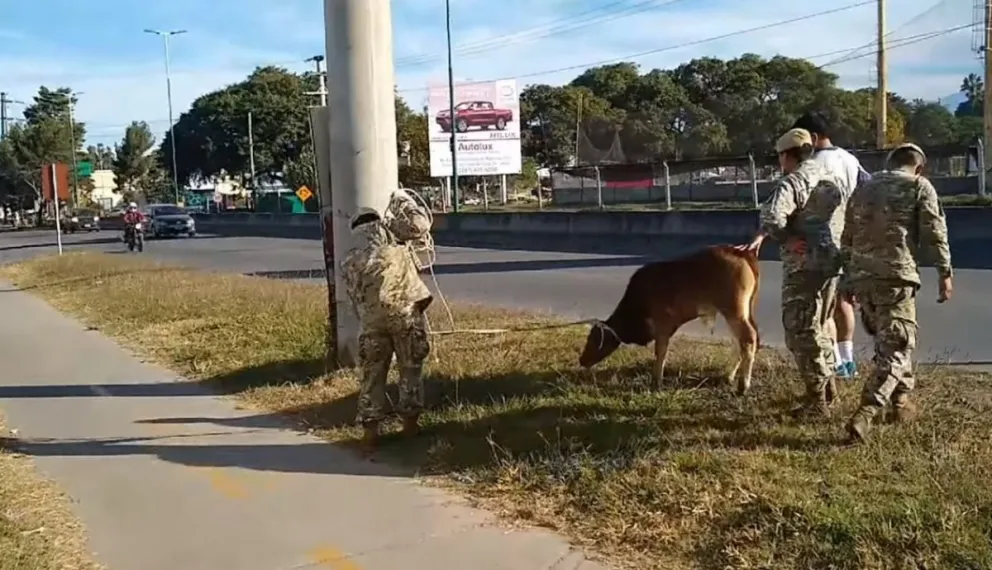 De locos: se le escapó un ternero al Ejército