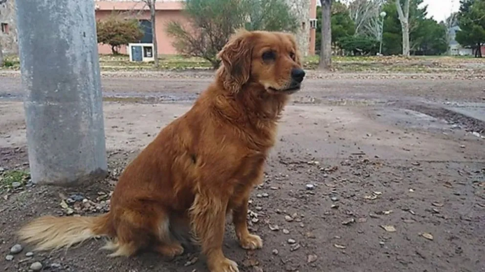 El amor es así: una perrita salteña espera a su dueño fuera de la comisaría
