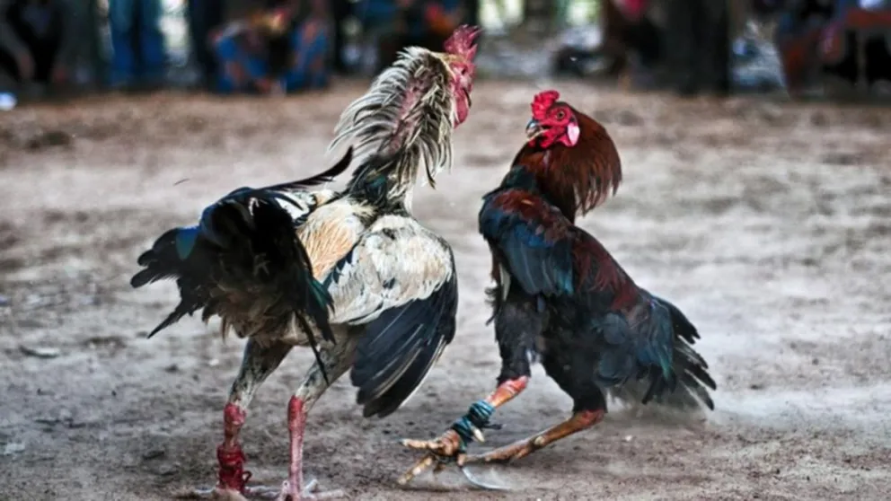 Cerrillos: fueron demorados por estar implicados en riñas de gallos