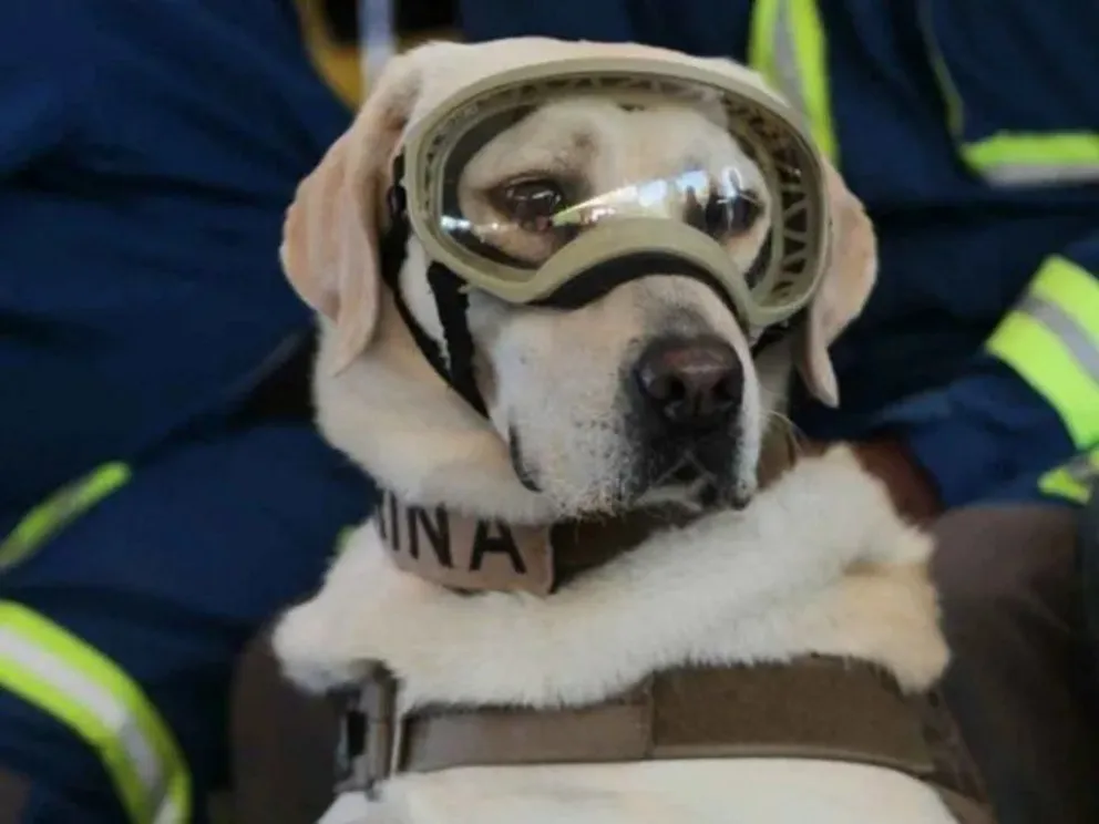 Se jubiló Frida, la perrita que prestó sus servicios como rescatista