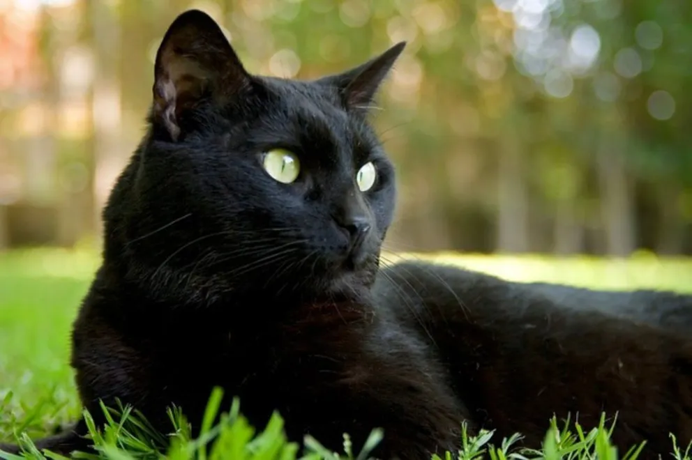 Mataron a un gatito negro en la zona de la Terminal. ¿Con qué fines?