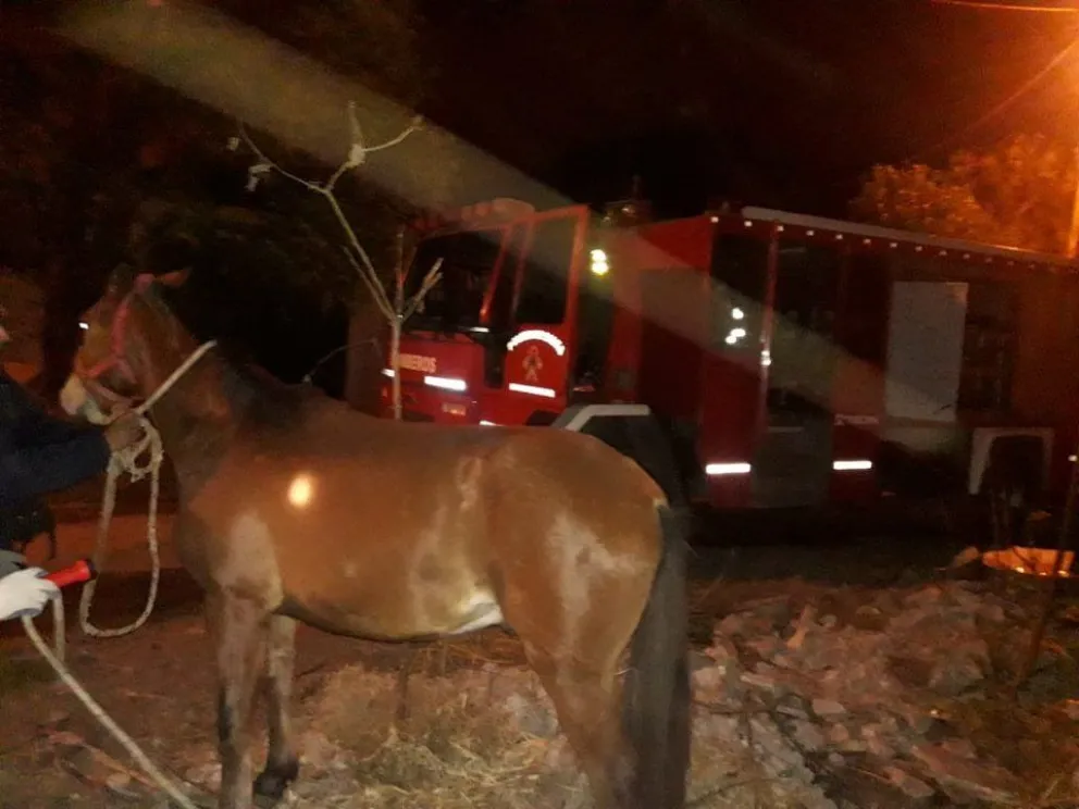 Barrio San Mateo: caballo pasó dos días atrapado en un pozo ciego