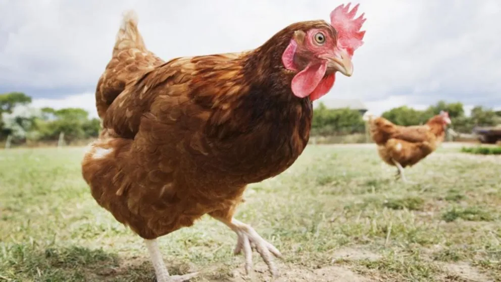 Venden un arnés para sacar a pasear a las gallinas