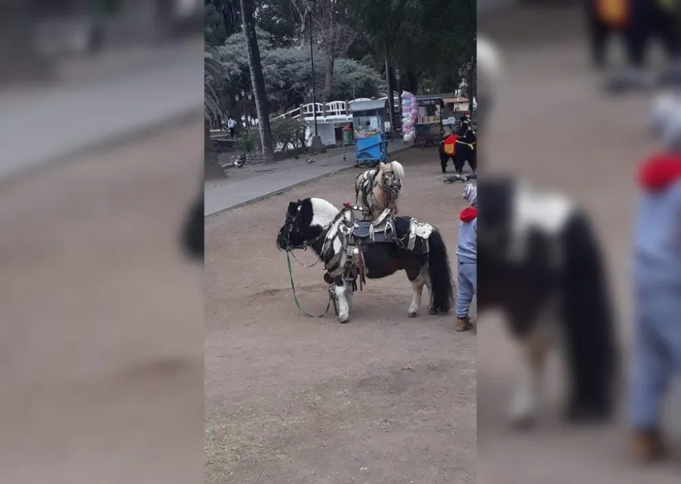 Maltrato: lucran con animales en el Parque San Martín