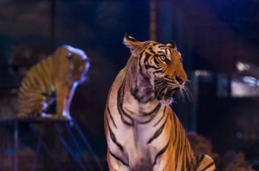 Muerte dolorosa en el circo: cuatro tigres mataron a un domador