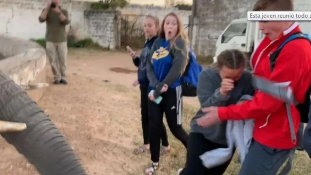 VIDEO. La tremenda "trompada" que un elefante le da a una turista