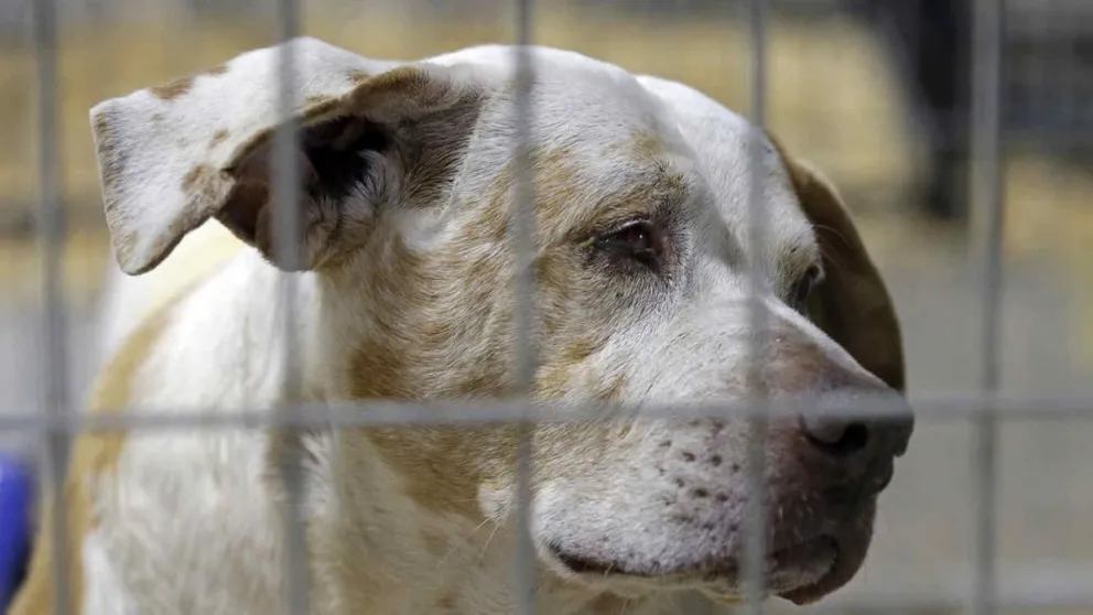 Crueldad: salteño envenenó a las mascotas de sus vecinos