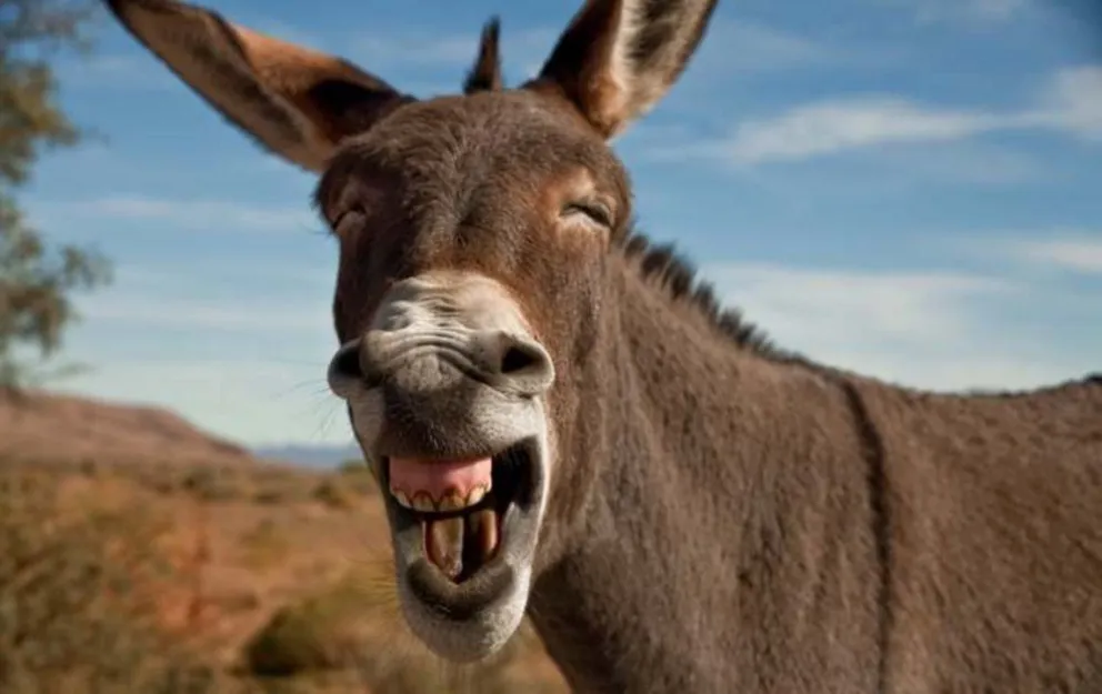 Cafayate: tras una larga persecución, la policía demoró a… un burro