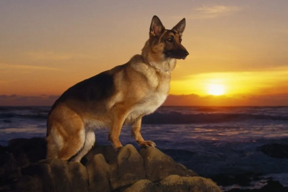 Impensado: iba caminando por la playa y la atacó una jauría de perros