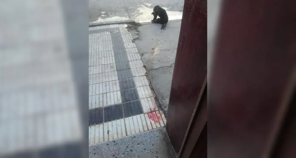 VIDEO. Salteñas abandonaron a un perrito lastimado en la puerta de una veterinaria