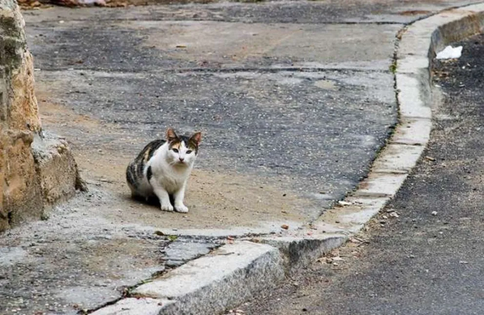 Gatito fue rescatado de una transitada avenida salteña