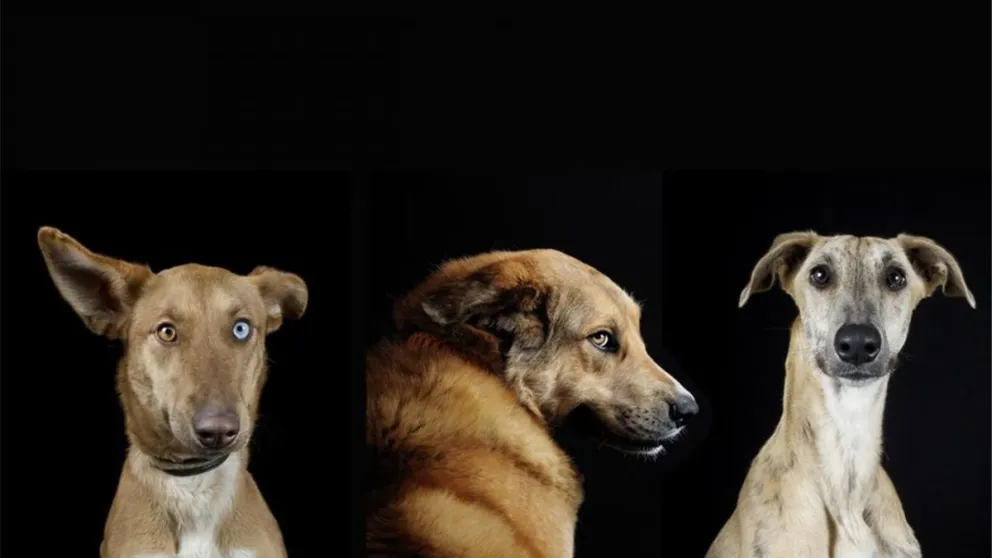 Crueldad: donaron alimento envenenado para más de 20 perros