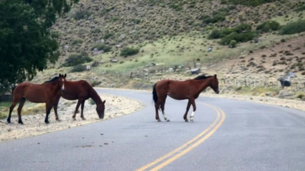 Tragedia: un caballo provocó un cuádruple choque fatal