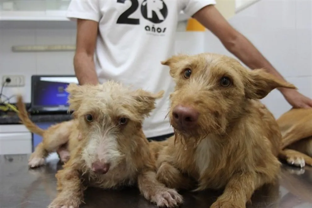 Lamentable: una embarazada comía gatos y perros para sobrevivir