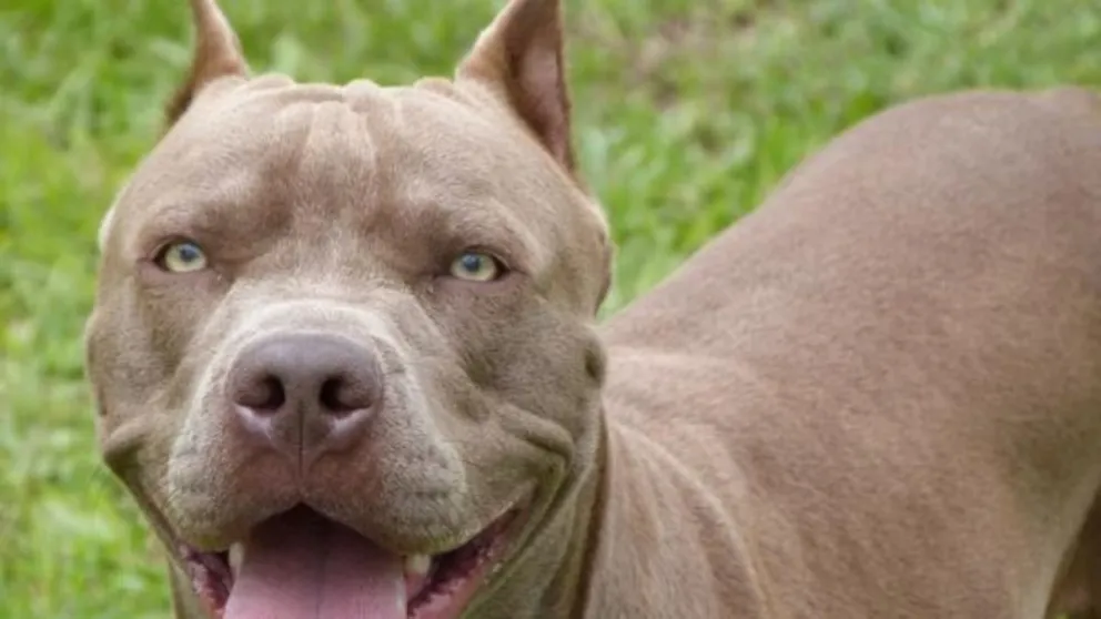 Tremendo: pitbulls asesinaron a una travesti